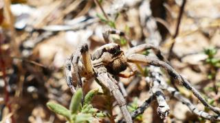 Clio 2 phase 2 : ampoule LED haute performance pour voiture